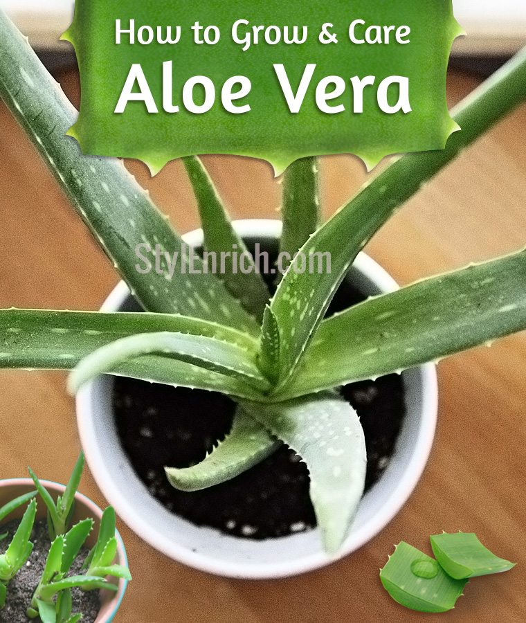 How To Grow Aloe Vera At Your Home With Proper Care 5092