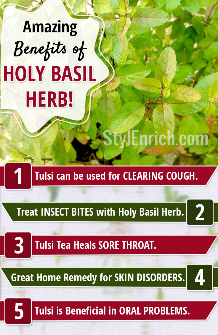 Holy Basil Benefits