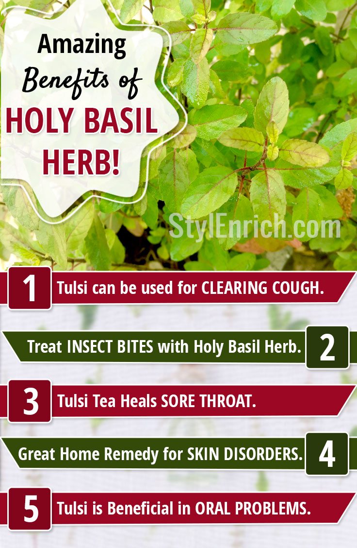 Holy Basil Benefits or Tulsi Health Benefits That You Must Know!