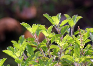 Health Benefits of Holy Basil Herb