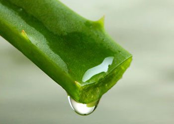 Aloevera-remedies-to-get-rid-of-pimples