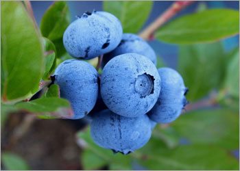 Blueberries