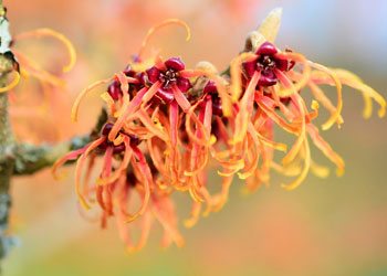 Witch-hazel-remedies-to-get-rid-of-pimples