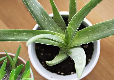 How to Grow Aloe Vera at Your Home?
