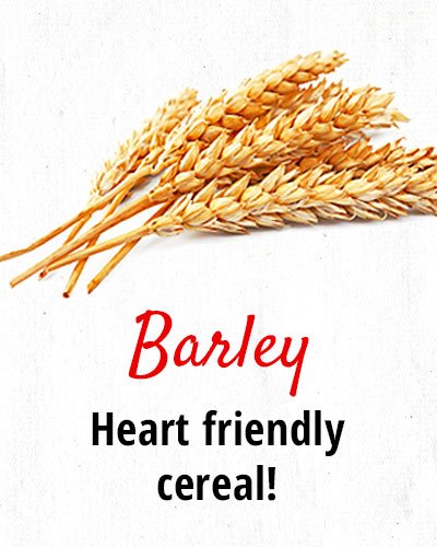 Barley – Heart Friendly Cereal