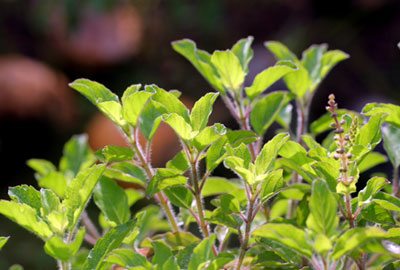 Basil herbs for headache