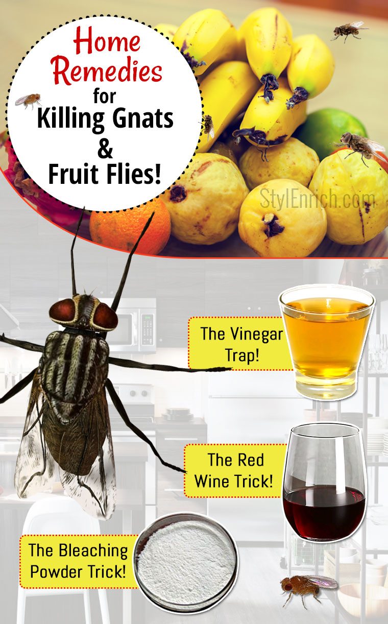 How to Get Rid of Gnats Using Home Remedies?