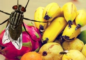 Home Remedies for Killing Gnats and Fruit Flies