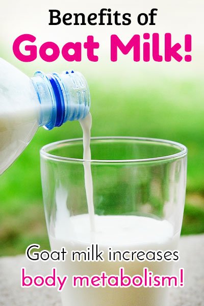 Goat Milk for Body Metabolism