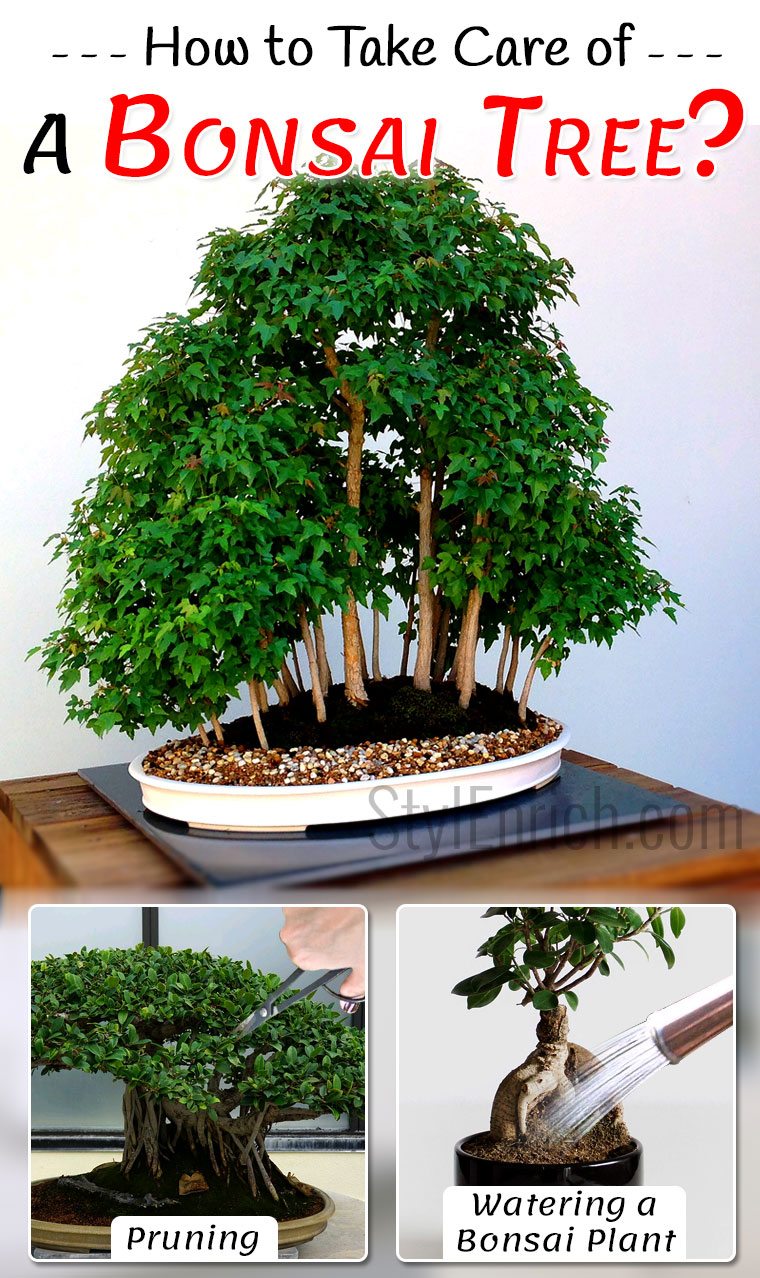 How to take care of a bonsai tree