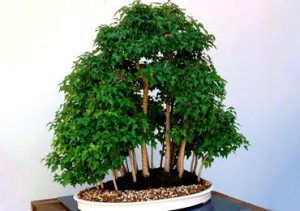 How to take care of a bonsai tree