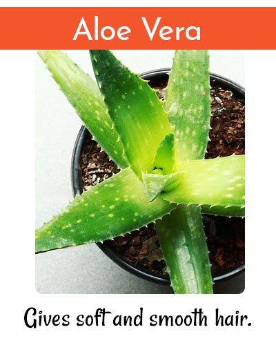 How to Straighten Hair With Aloe Vera?