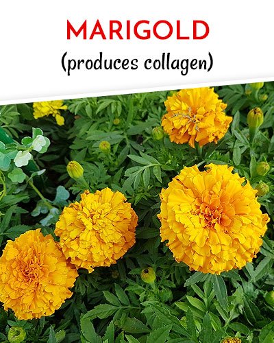 Marigold to Get Rid of Varicose Veins