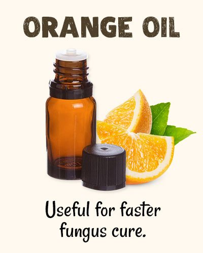 Orange Oil for Toenail Fungus