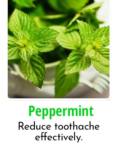 Peppermint for Toothache