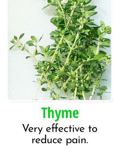 Thyme for Toothache