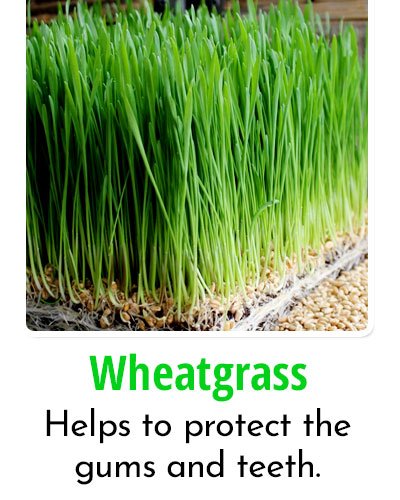 Wheatgrass for Toothache