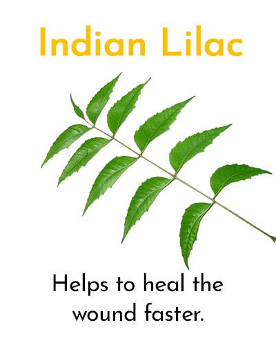 Indian Lilac for Minor Cuts and Grazes