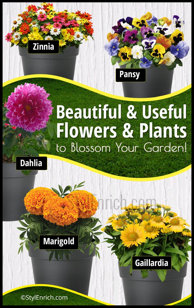 Useful Plants For Home