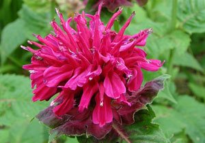 Bee Balm