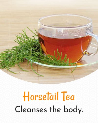 Horsetail Tea For Weight Loss