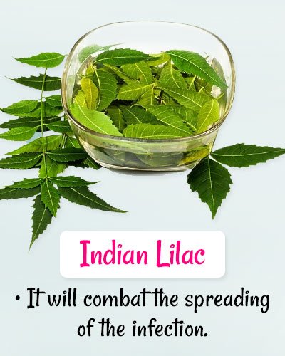 Indian Lilac For Chickenpox