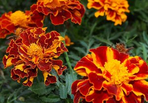 Marigold Flowers