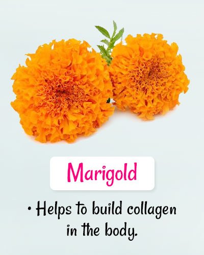 Marigold For Chickenpox