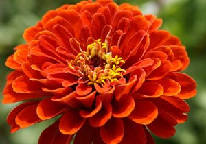 Zinnia