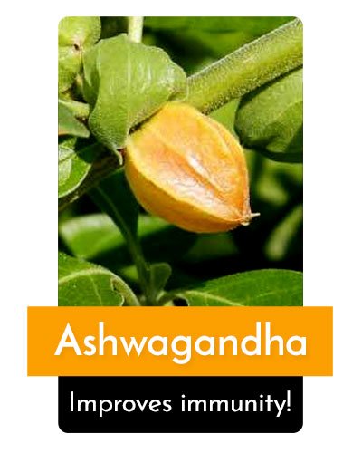 Ashwagandha Herb For Energy