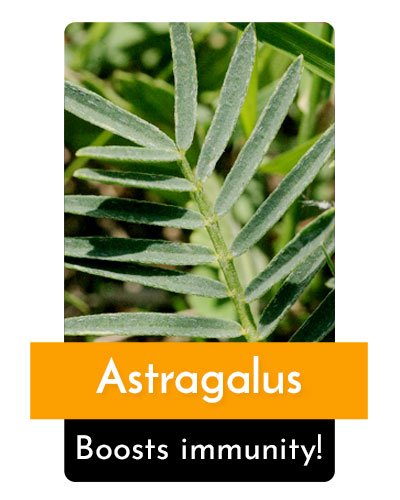 Astragalus Herb For Energy