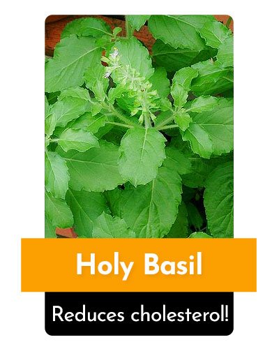 Holy Basil Herb For Energy