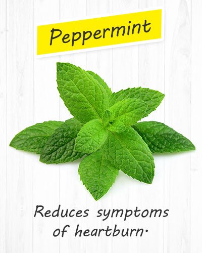 Peppermint For Gastritis