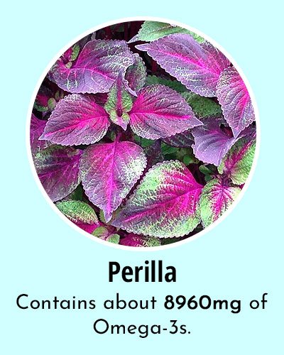 Perilla Omega 3 Rich Foods