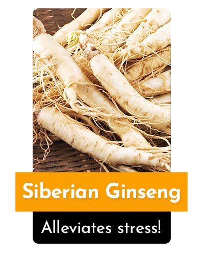 Siberian Ginseng Herb For Energy