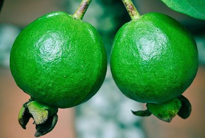 Guava is very helpful for diabetics patients