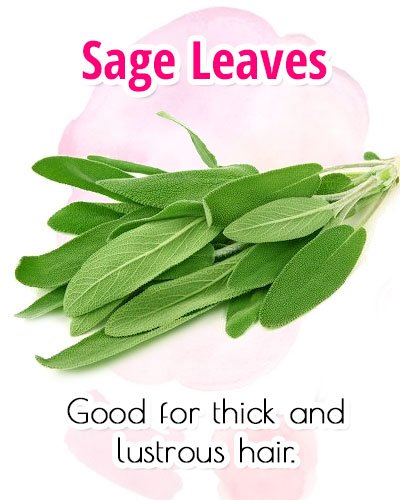 Sage Leaves For Premature Gray Hair