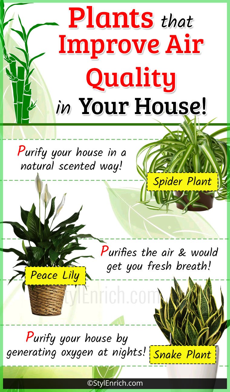 Air Purifying Plants