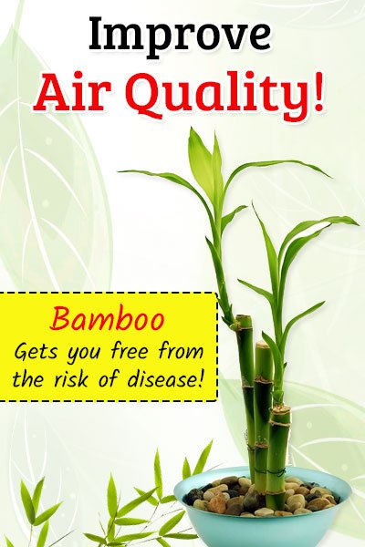 Bamboo To Improve Air Quality