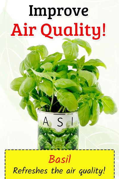 Basil To Improve Air Quality