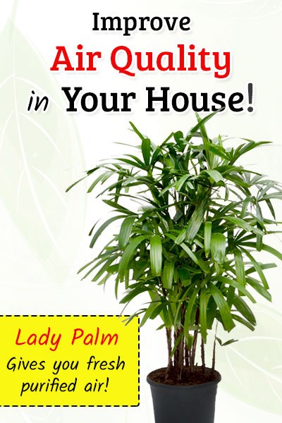 Lady Palm To Improve Air Quality