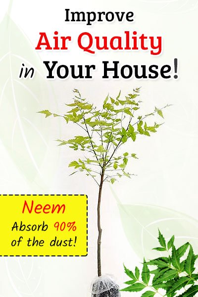 Neem Plant To Improve Air Quality