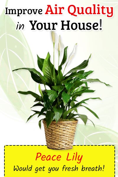 Peace Lily To Improve Air Quality