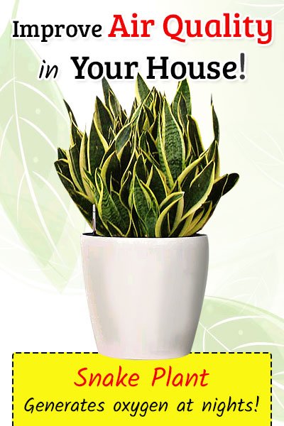 Snake Plant To Improve Air Quality