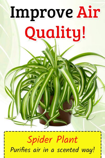 Spider Plant To Improve Air Quality