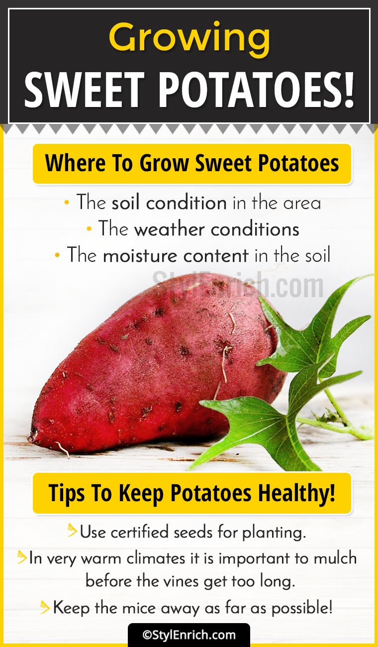 How To Grow Sweet Potatoes?