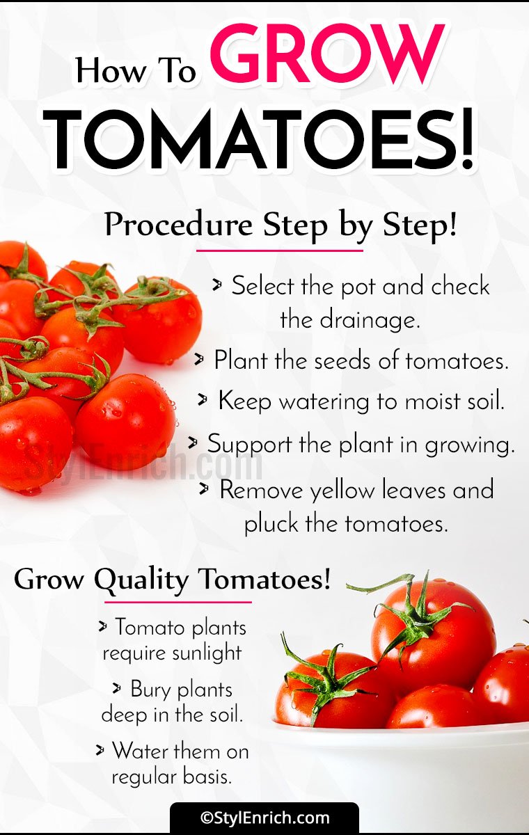 How To Grow Tomatoes Let s See Step By Step Procedure 