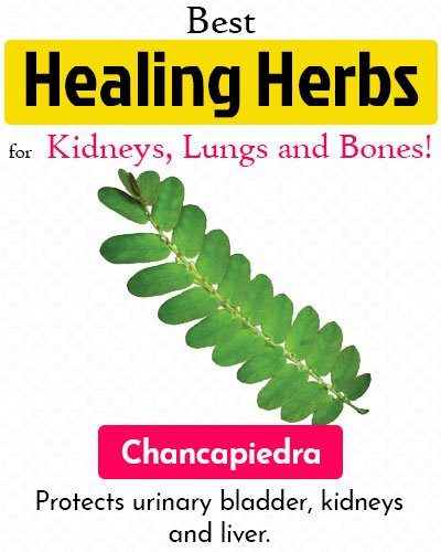 Chancapiedra Healing Herb