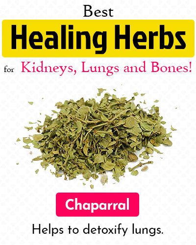 Chaparral Healing Herb