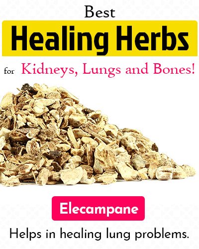 Elecampane Healing Herb
